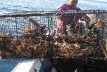 Pausa. El Caribe quedará protegido para permitir la reproducción de la especie marina.