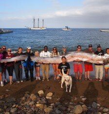 Peculiar. A este tipo de peces se le considera un posible origen de las leyendas de monstruos marinos en la mitología y la historia