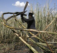 Riesgo. Trabajadores de comunidades indígenas y de países centroamericanos laboran en los cañaverales sin ninguna seguridad.