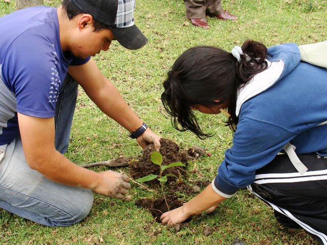 reforestacion
