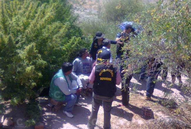 Hallan plantación de marihuana ¡de tres metros de altura!