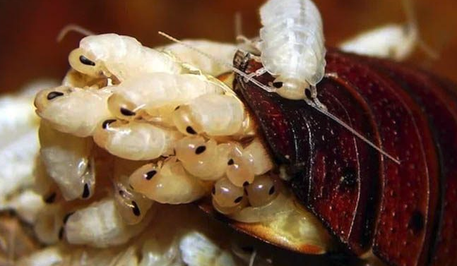 Revela estudio que la leche de cucaracha es más nutritiva que la de vaca