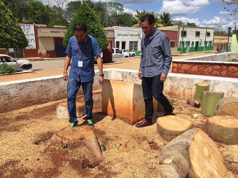 ‘Súpermulta’ por talar ceibo… ¡de 4 mil pesos!