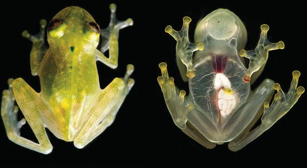 Descubren especie de rana transparente a la que se le puede ver el corazón