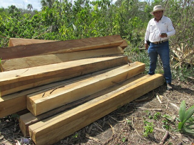 Asegura la Profepa madera de tala ilegal