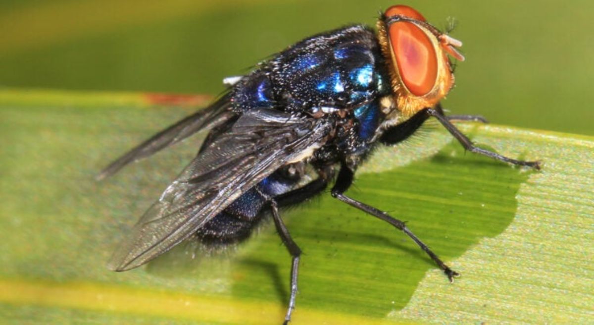 Estados Unidos se prepara para bombardear la frontera mexicana... con «moscas kamikazes»