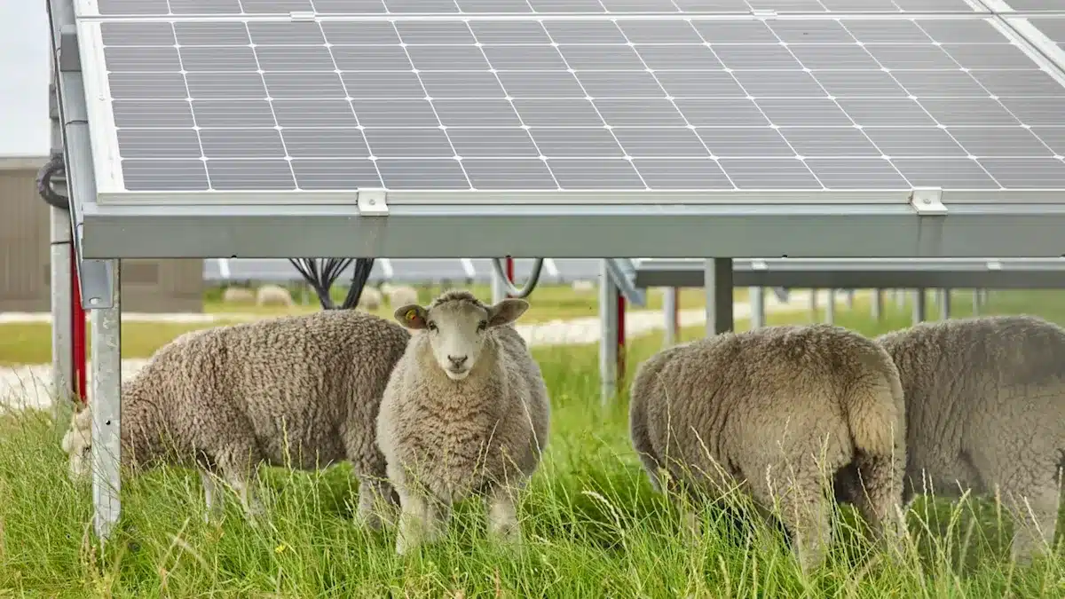 1700 ovejas son liberadas en medio de paneles solares