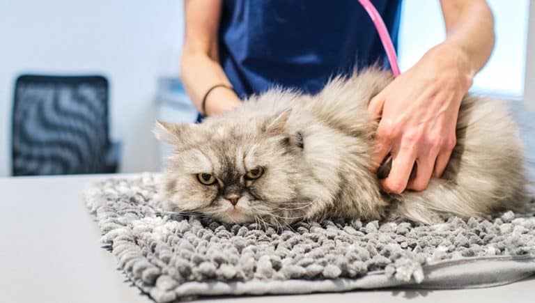 Después de gastar 160 000 pesos en cuidados, descubre que su gato no estaba enfermo