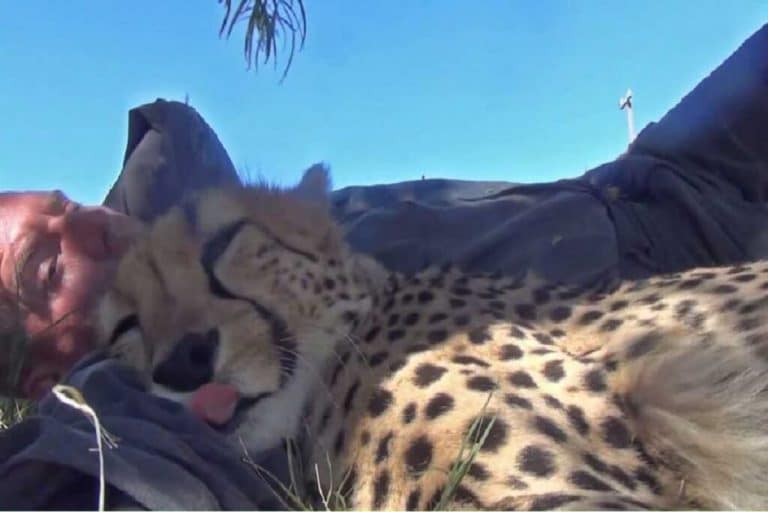 Fotógrafo de vida silvestre se despierta junto a un guepardo