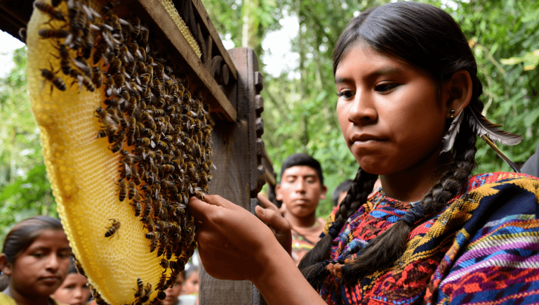 Abejas Podrían Ser Sujetos De Derecho En 2026 - Qué Implica Para Comunidades